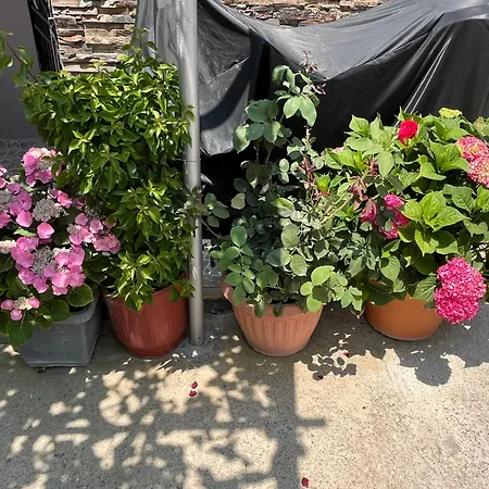 Pandeklare Apartament *